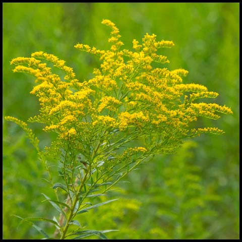 Canada Goldenrod