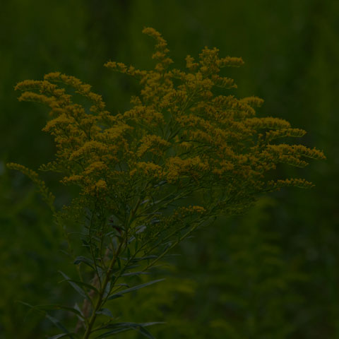 Canada Goldenrod