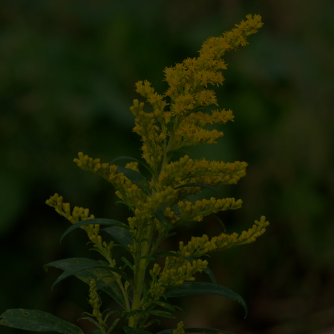 Canada Goldenrod