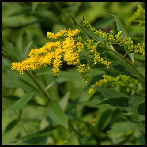 Canada Goldenrod