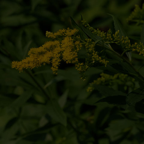 Canada Goldenrod