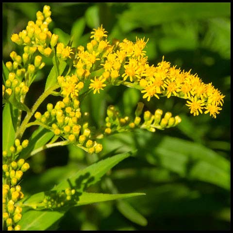Canada Goldenrod