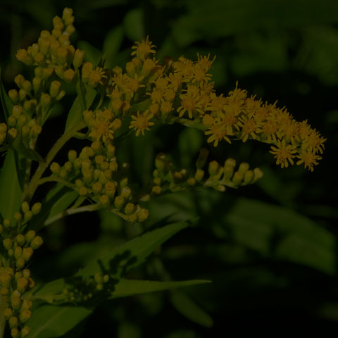 Canada Goldenrod