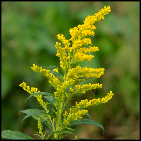 Canada Goldenrod