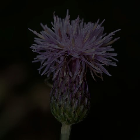 Canada Thistle