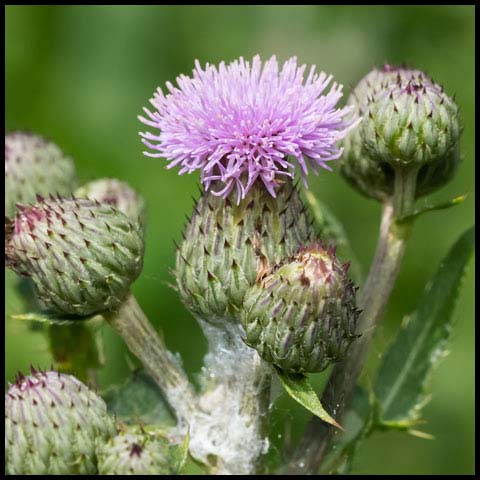 Canada Thistle
