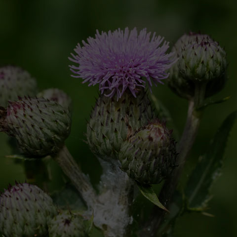 Canada Thistle