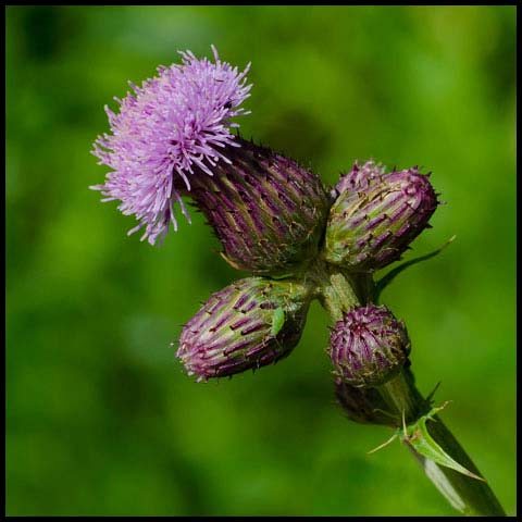 Canada Thistle