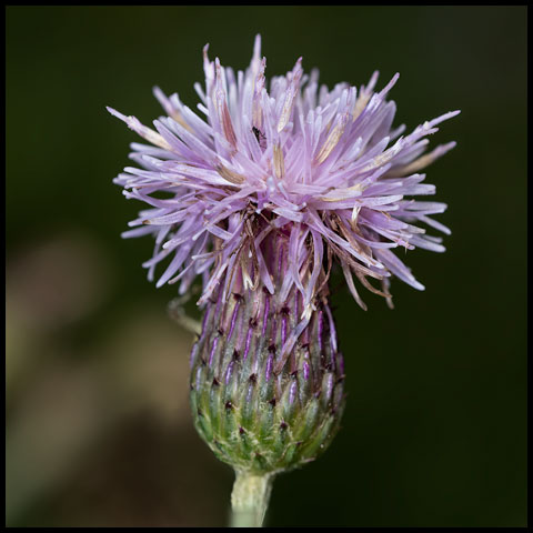 Canada Thistle