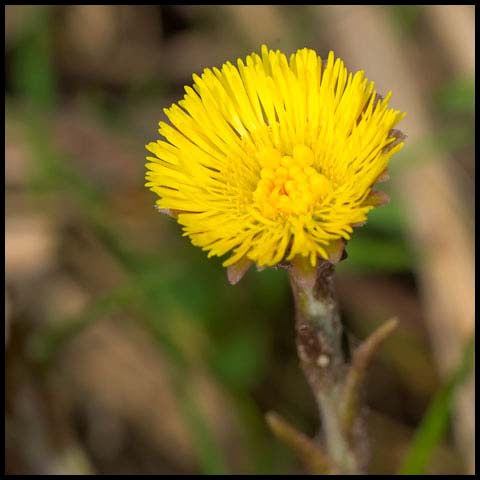 Coltsfoot