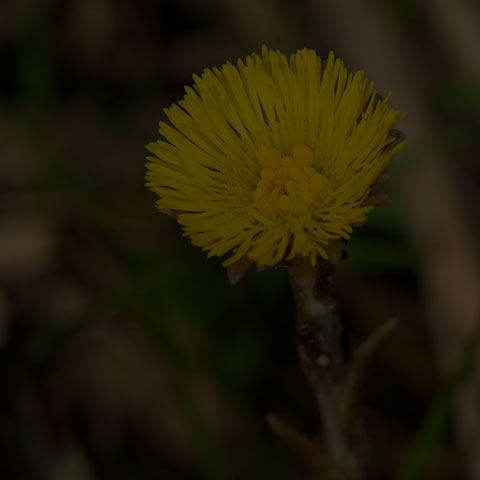 Coltsfoot