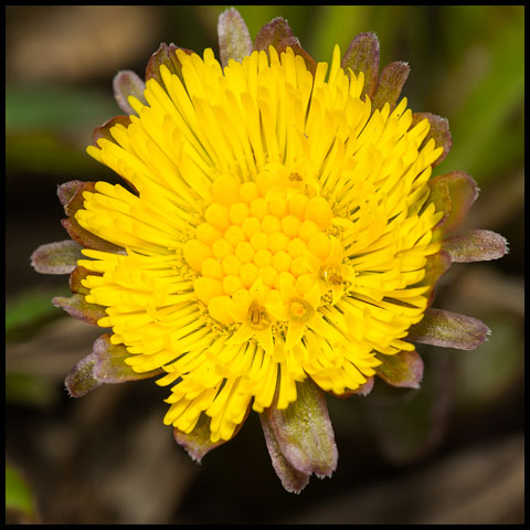 Coltsfoot