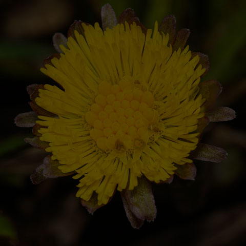 Coltsfoot