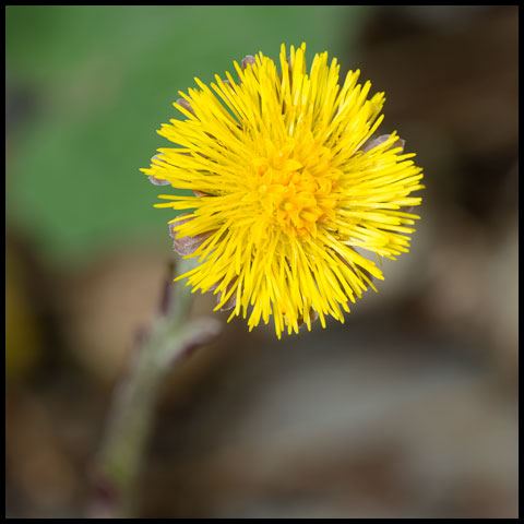 Coltsfoot