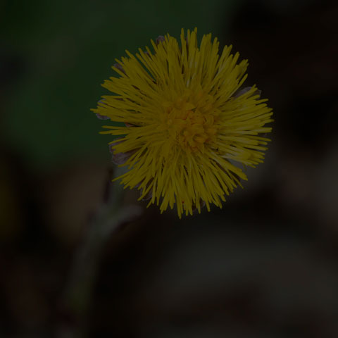 Coltsfoot