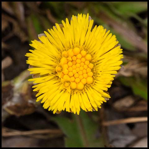 Coltsfoot