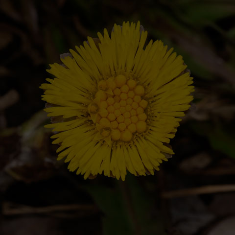 Coltsfoot