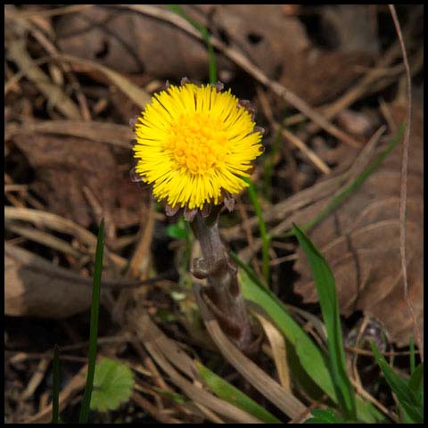 Coltsfoot