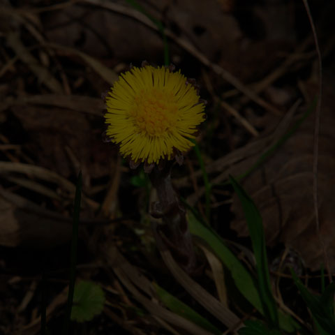 Coltsfoot
