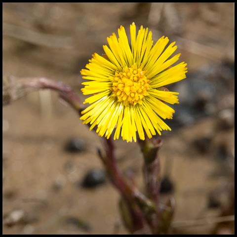 Coltsfoot