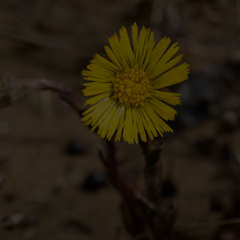 Coltsfoot