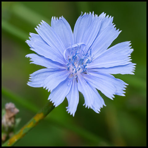 Common Chicory