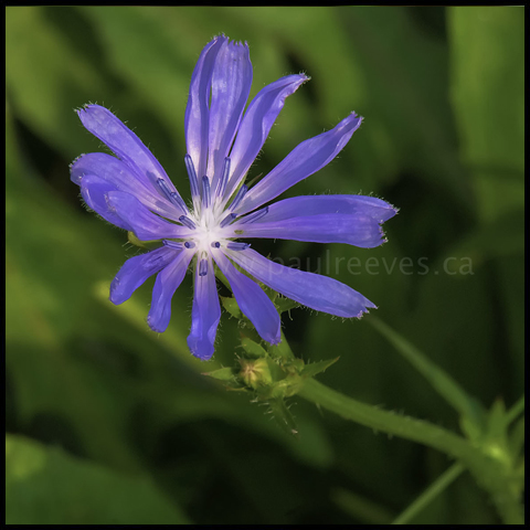Common Chicory