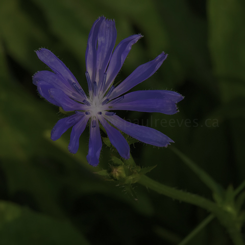 Common Chicory