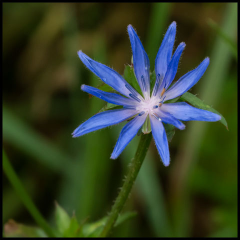 Common Chicory