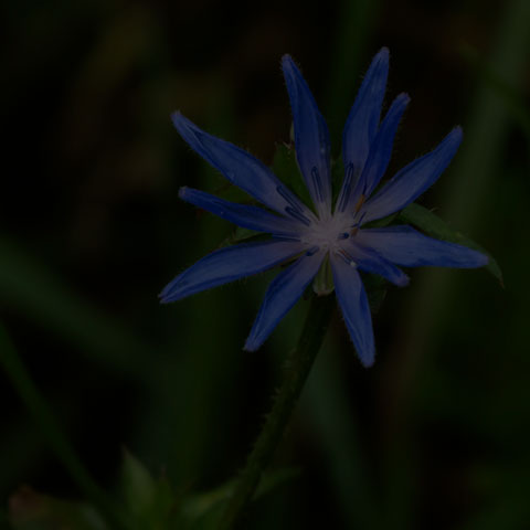 Common Chicory