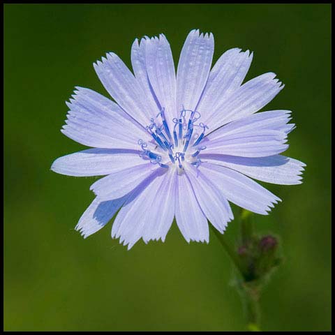 Common Chicory