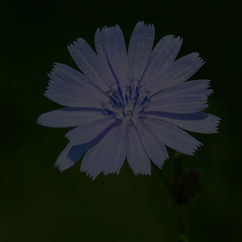 Common Chicory
