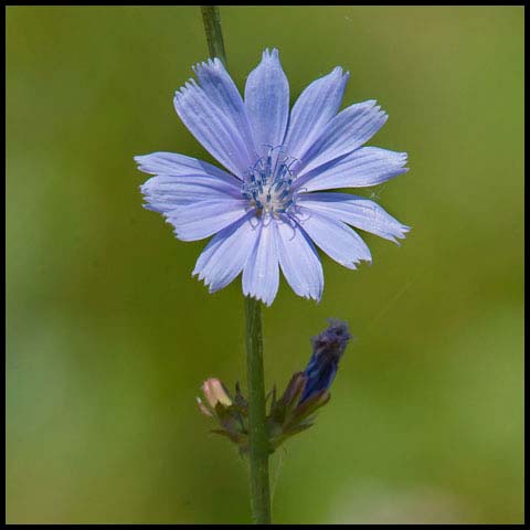 Common Chicory