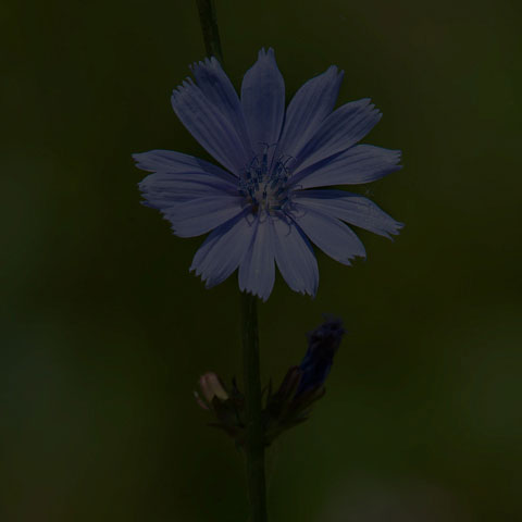 Common Chicory