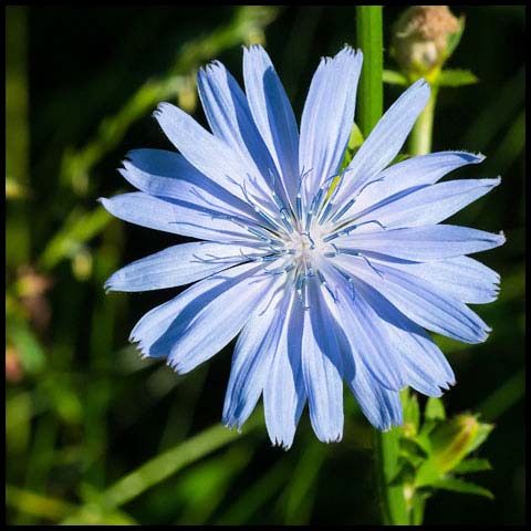 Common Chicory