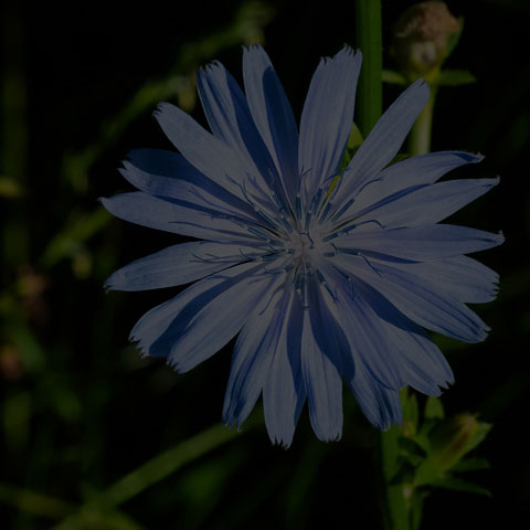 Common Chicory