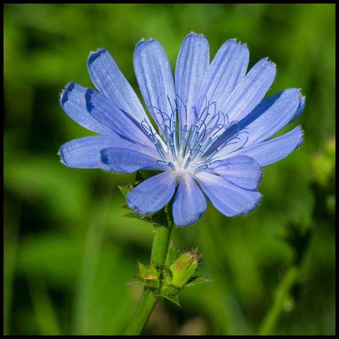 Common Chicory