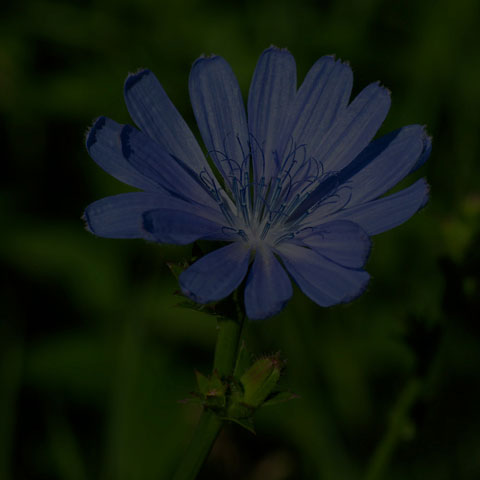 Common Chicory