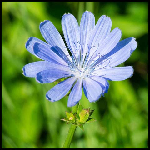 Common Chicory