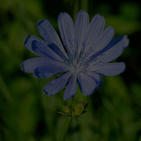 Common Chicory