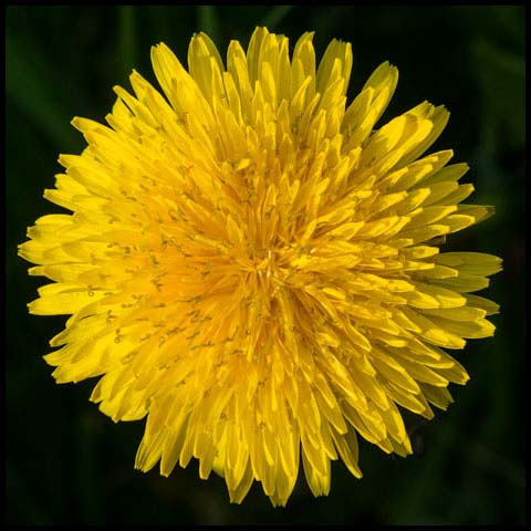 Common Dandelion