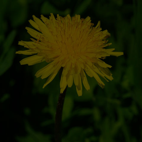 Common Dandelion