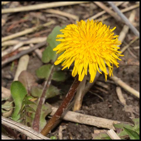 Common Dandelion