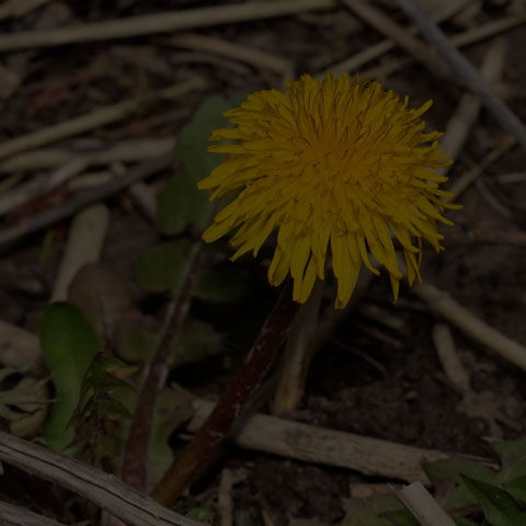 Common Dandelion