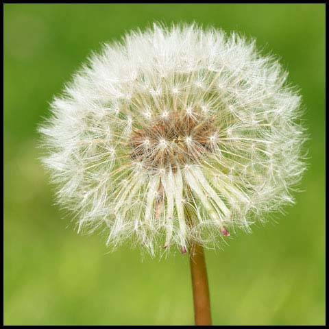 Common Dandelion