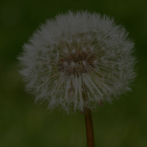 Common Dandelion