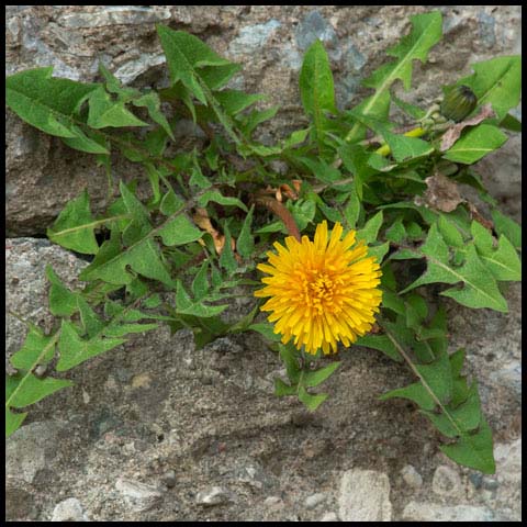 Common Dandelion