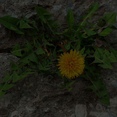 Common Dandelion
