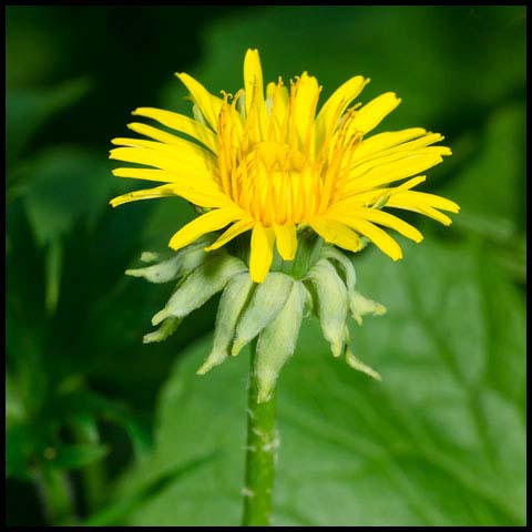 Common Dandelion