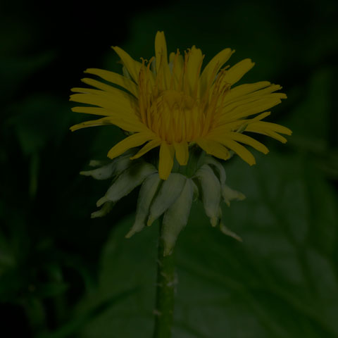 Common Dandelion
